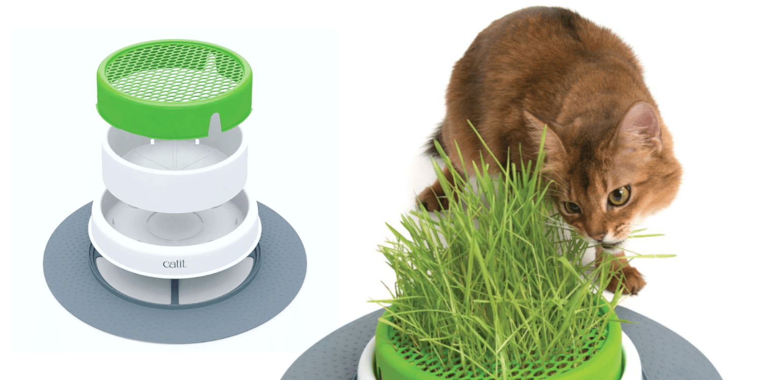 katzengrass selber anpflanzen Tierbedarf 