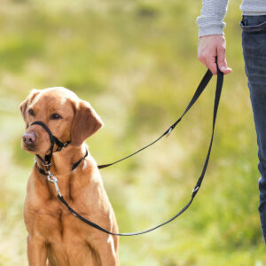 PHO IMAGE DOG Labrador Lika Trainingsgeschirr TopTrainer Wiese 2 #SALL #AWK #V1